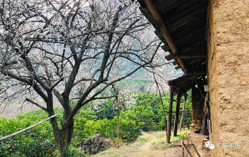 万木冻欲折，孤根暖独回；前村深雪里，昨夜一枝开打一精准生肖，构建解答解释落实_n2m25.81.03